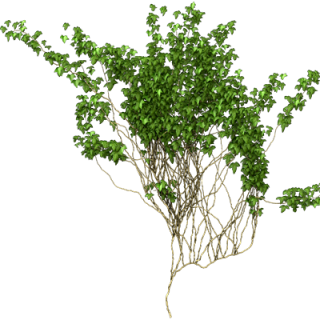 Ivy Vine Png Picture PNG images