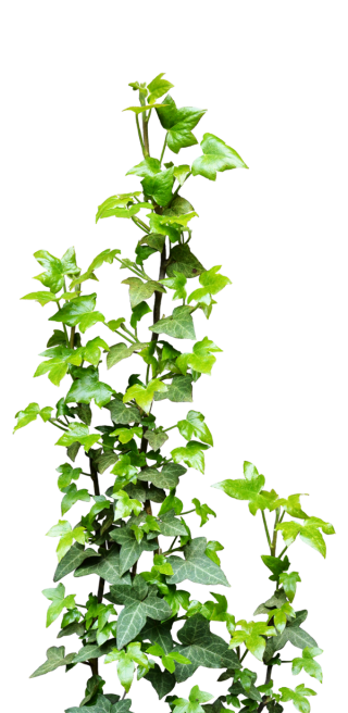 Ivy Vine Png Transparent PNG images