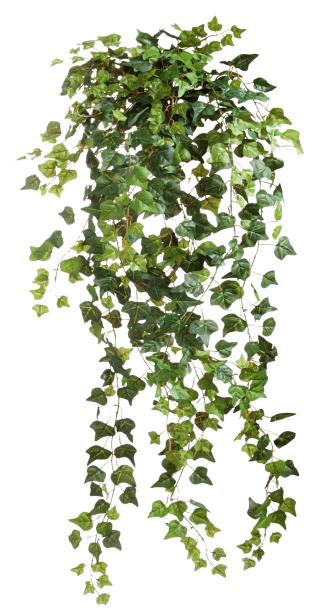 Ivy Vines Clear Cut Png PNG images