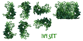 Real Ivy Plants Set Png PNG images