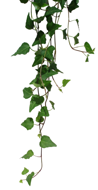 Vines Png Vines Transparent Background Freeiconspng