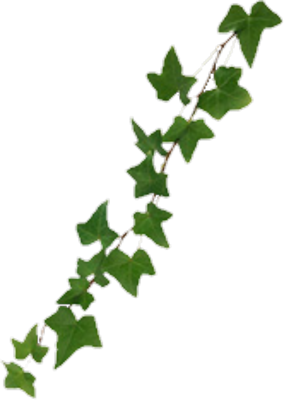 Green Vine PNG Transparent, Green Vines, Vine Clipart, Green, Leaf PNG  Image For Free Download