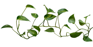 Green Vine PNG Transparent, Green Vines, Vine Clipart, Green, Leaf PNG  Image For Free Download