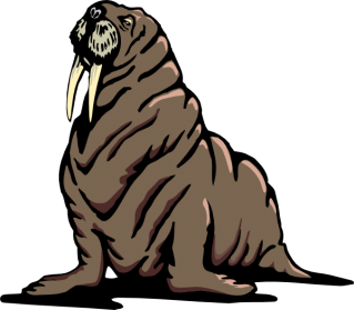 Big Black-skinned Walrus Skin Layers Photo PNG images