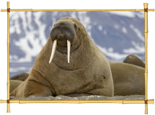 Download Walrus Icon Clipart PNG images