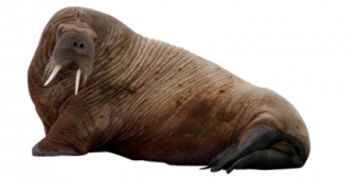 Fat, Dark-skinned The Walrus Photo PNG images
