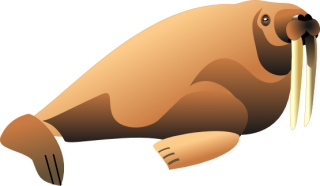 Hd Walrus Png Transparent Background PNG images