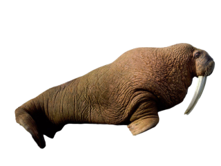 Tusked Walrus Picture PNG images