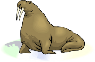 Walrus Background PNG images