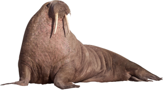 Walrus High-quality Photo PNG images
