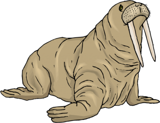 Walrus Photo The Crease The Color Of The Stone Hardcover PNG images