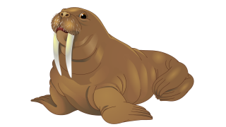 Walrus PNG HD PNG images