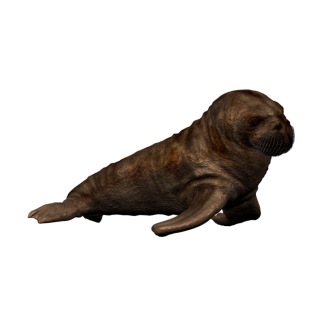 Walrus PNG Picture PNG images