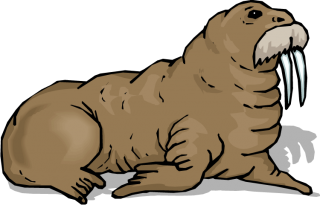 Walrus With A Mustache Drawn Images PNG images