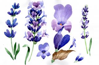 Watercolor Purple Flowers Symbols Lavender PNG images
