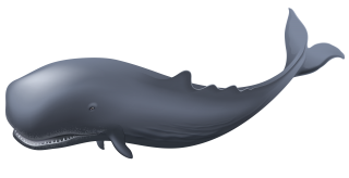  Angry Whale Image PNG images