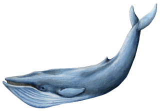  Lord Of The Sea Whale Transparent Background PNG images