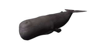 Black Smart Whale Images PNG images