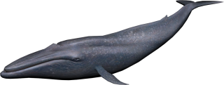 Dark Underwater Monster Whale Picture Images PNG images