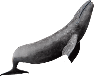 Death Shot Whale Photos PNG images