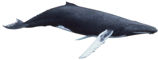 Hd Whale Transparent Background Image PNG images