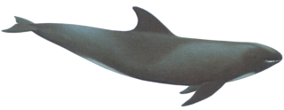 Insidious Whale Png Images PNG images