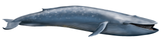 Sea Monster Whale Photos PNG images