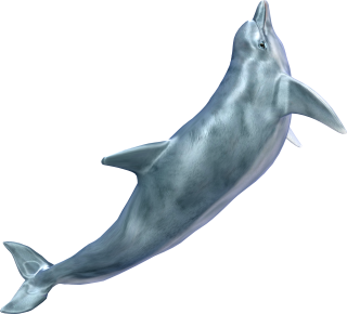 Smart Animal Whale Background Images PNG images
