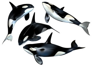 Spotted Whale Army Picture Images PNG images