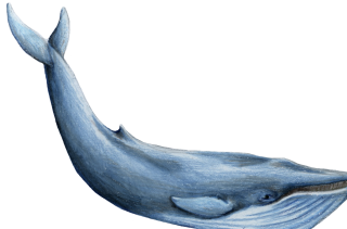 Strike Whale Photos PNG images