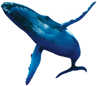 The Biggest Whale Pictures PNG images