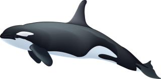 Very Beautiful Whale Images PNG images