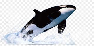 Water Drawing Whale Designs Photo PNG images