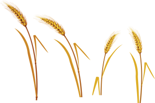 Great Grains And Wheats PNG images