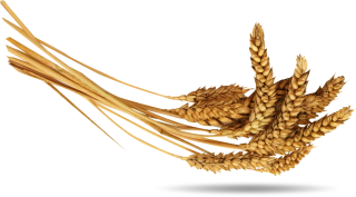 Horizontal Golden Yellow Wheat Pictures PNG images