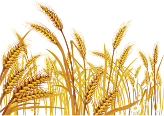 Field Of Wheat PNG images