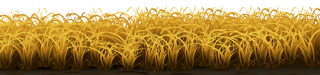 Natural And Sade Wheat Field Images PNG images