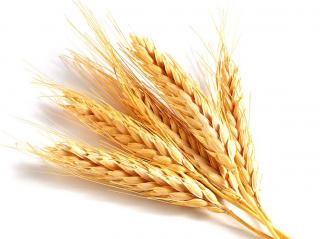 Natural Wheat Transparent PNG images