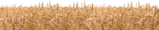 New Gold-like Wheat PNG images