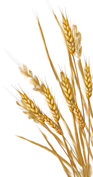 Original Wheat From The Field Pictures Clipart PNG images