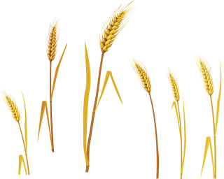  Pictures Of Natural Wheat From The Field PNG images