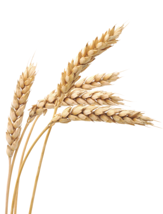 Ripe Wheat Background PNG images