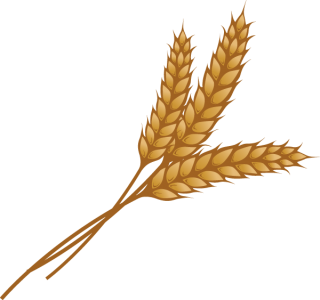 Images Of Yellow Wheat PNG images