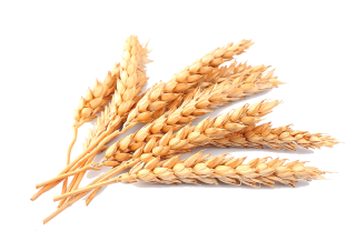 Grain Wheat Images PNG images