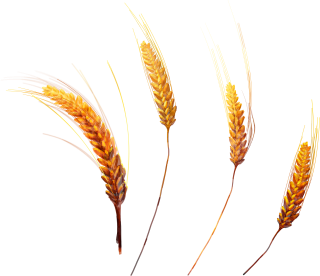 Plain Wheat Grains PNG images