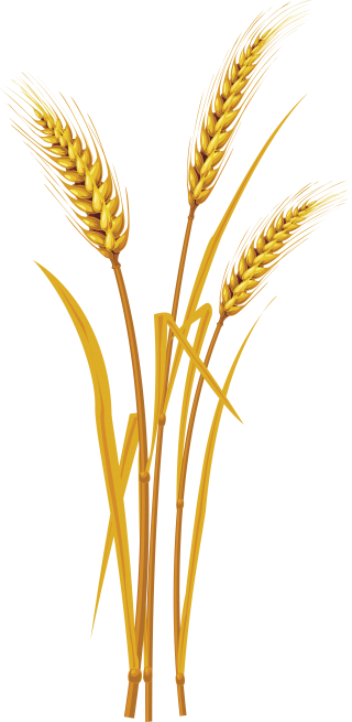 Natural Wheat Png Pictures PNG images