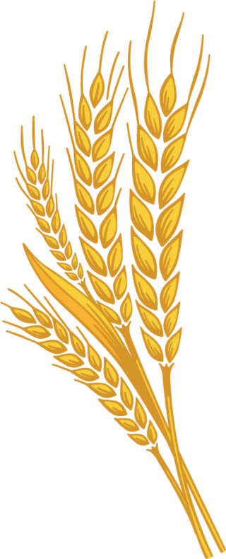 Wheat Leaf Pic PNG images