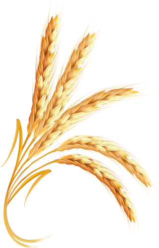 New Wheat Symbol Images PNG images