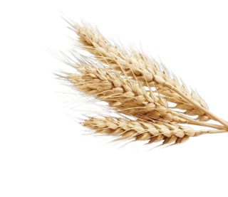 Nature Pale Wheat PNG images