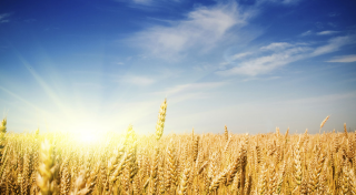 Sky And Sun Wheat Background PNG images